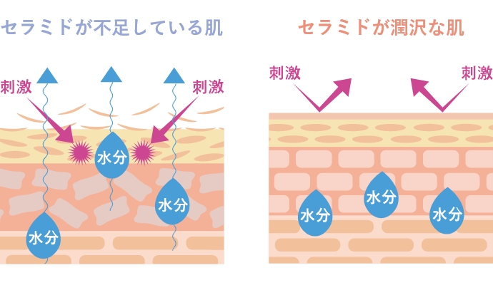 セラミドが不足している肌 / セラミドが潤沢な肌